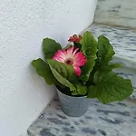 Cabedelo Seaside Holiday home *